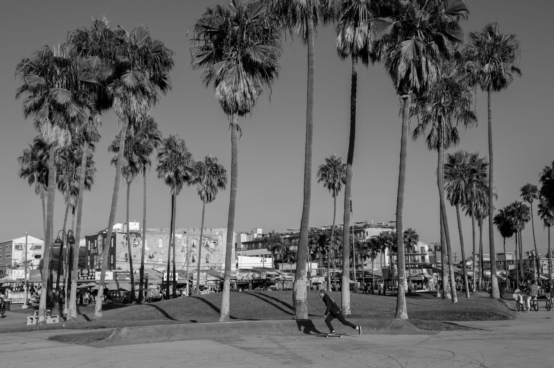 skater along the venice promenade under the palm trees