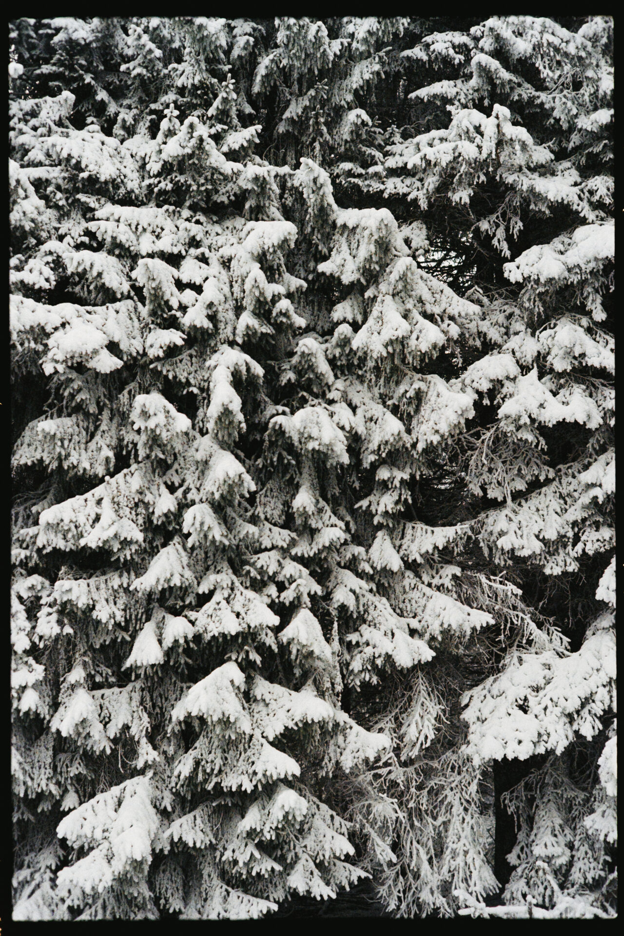 gros plan sur sapin enneigé