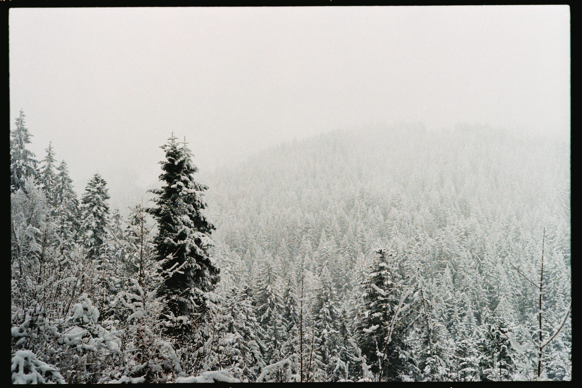 sapins enneigés disparaissent dans le fond avec la neige