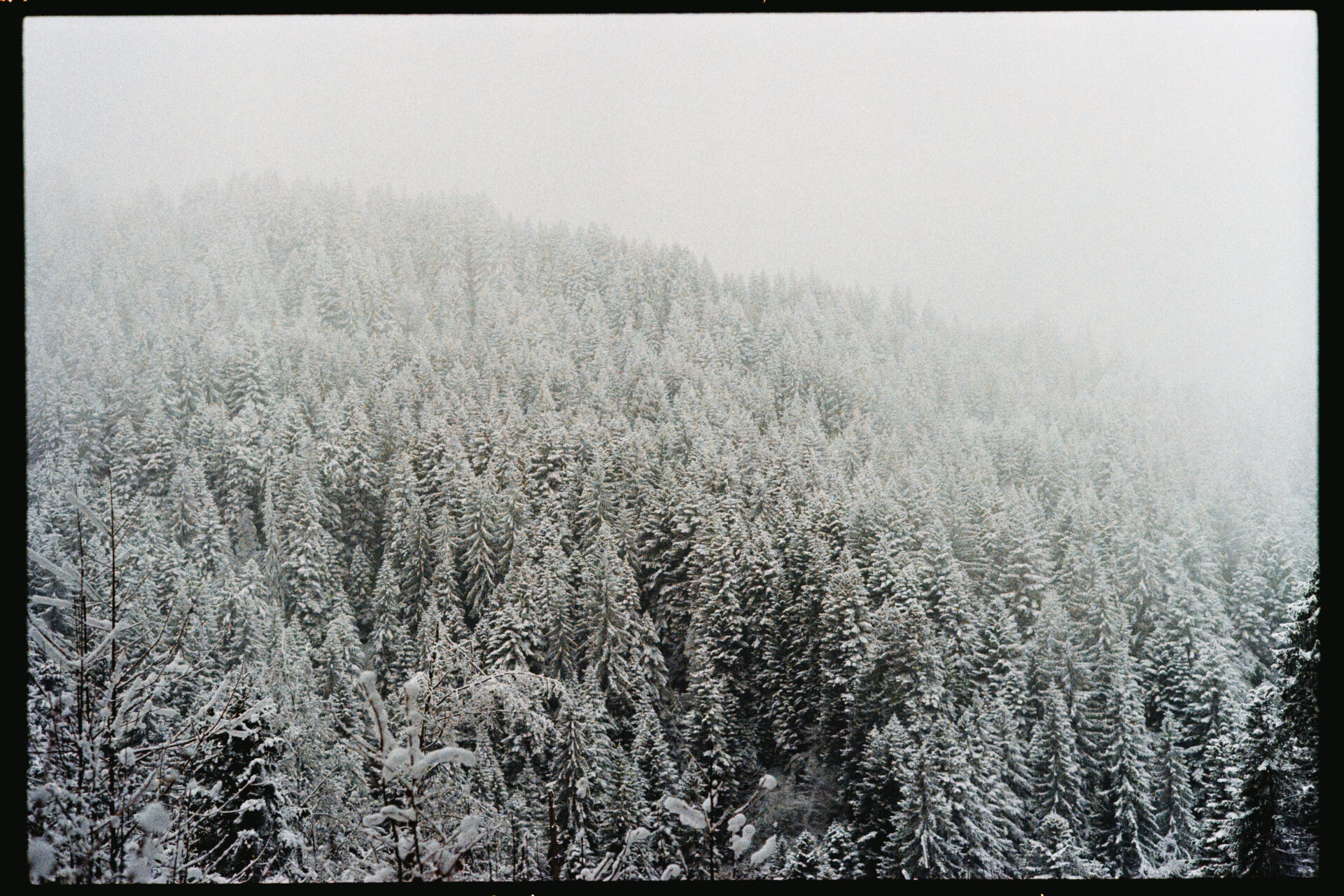 forêt de sapins enneigés