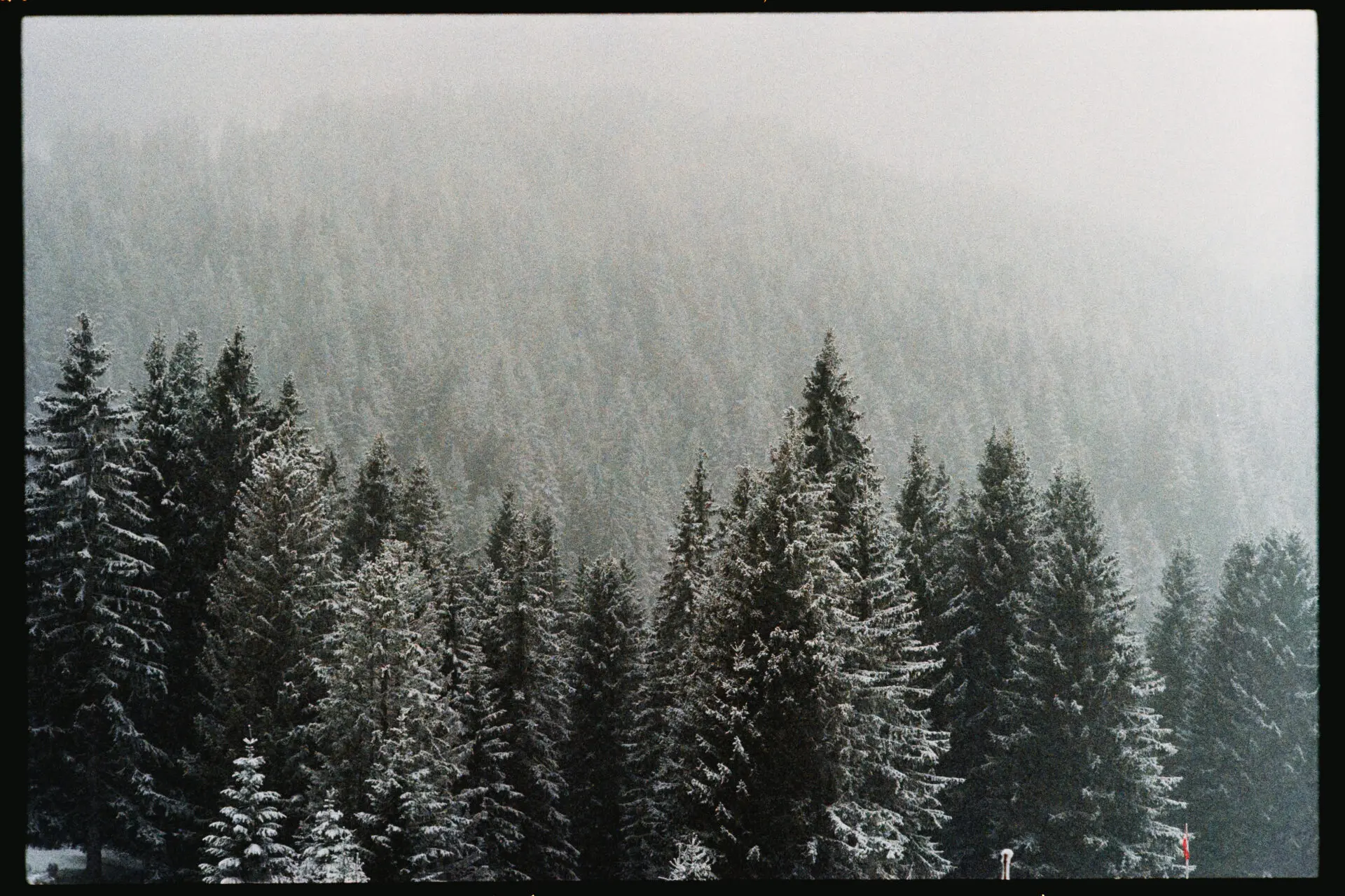 sapins enneigés