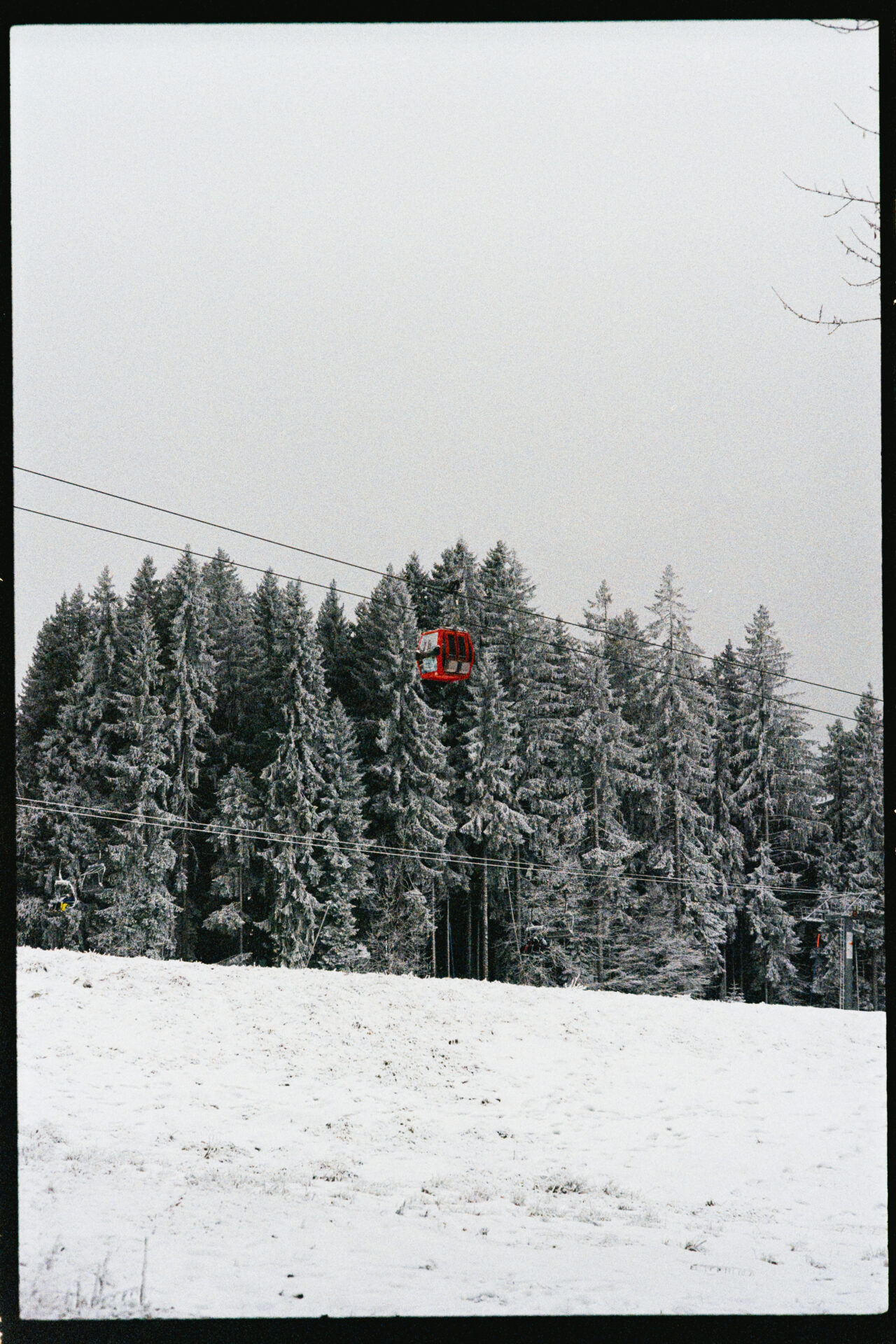 oeuf rouge sang au milieu des sapins enneigés