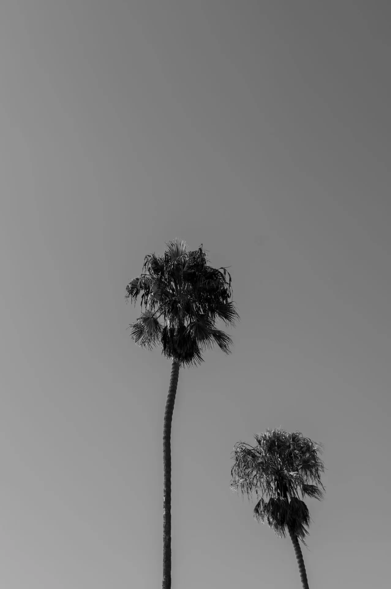 Palm Trees on Beverly Hills, Los Angeles, California
